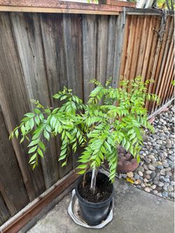 CURRY LEAF PLANT - 3 YEARS MATURE