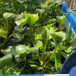 Water Hyacinth