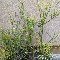 Firestick Pencil Euphorbia tirucalli Succulent