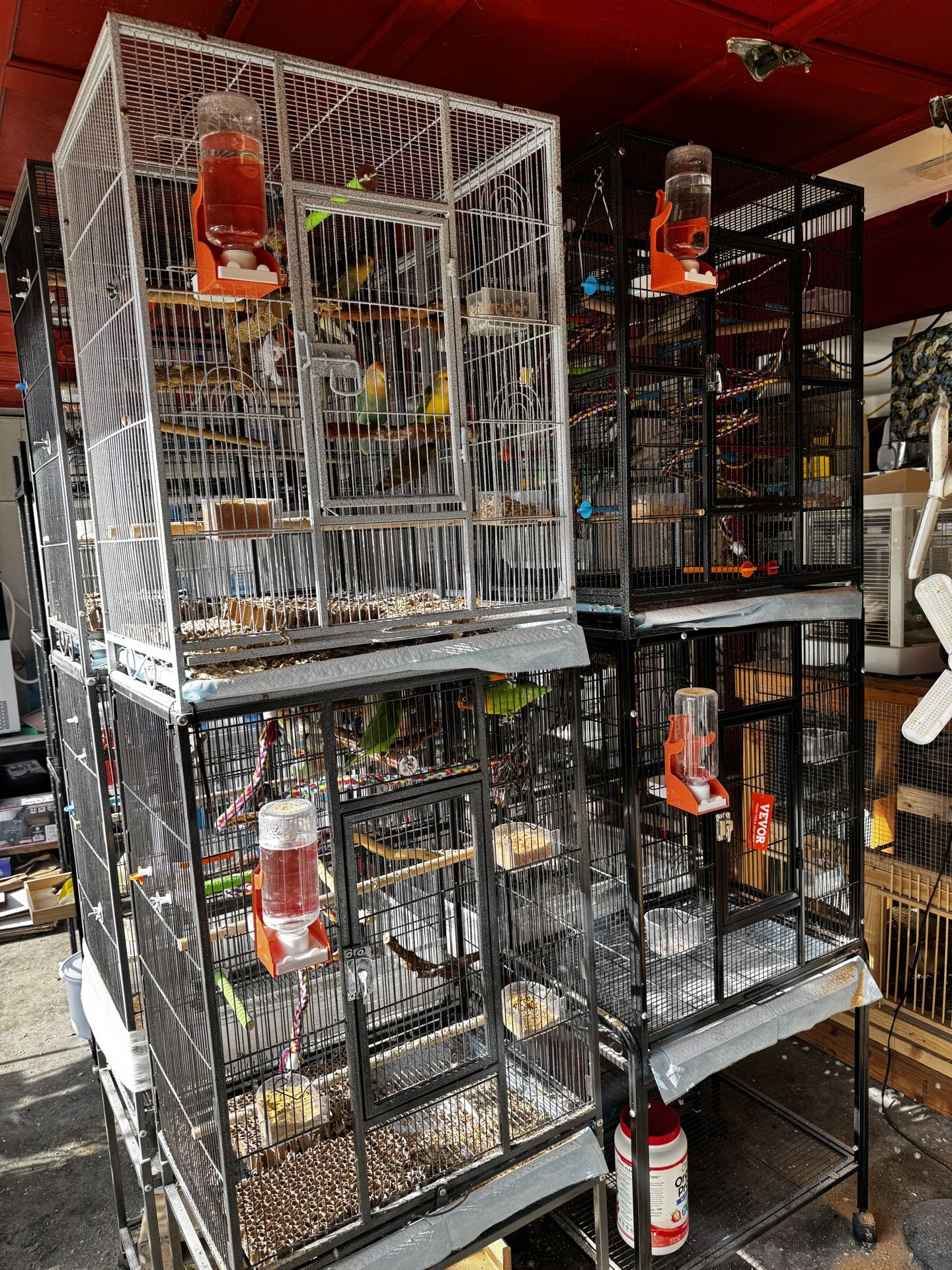 Bird Cage