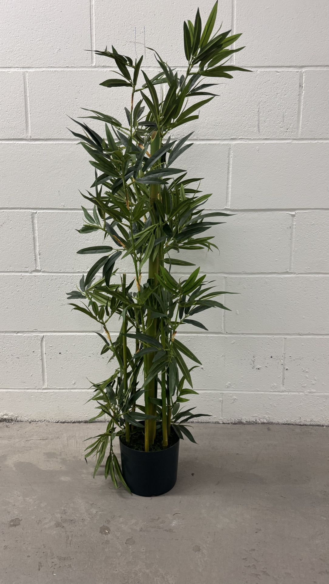 Selling Asap Bamboo Style Plant