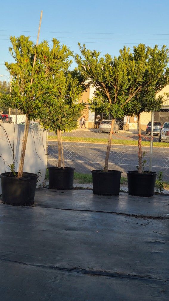 Japanese Blueberry Trees 30gallon