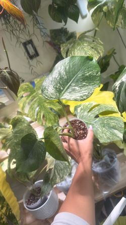Monstera Devil Monster Medium Size