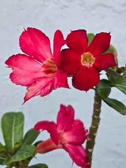 Desert Rose Plant Bradenton Red Flowers