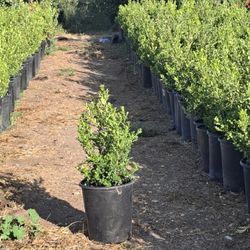 5 GALLONS JAPANESE BOXWOOD 