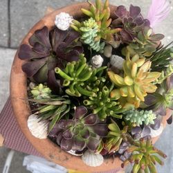 Nicely Arranged Succulent Arrangement 