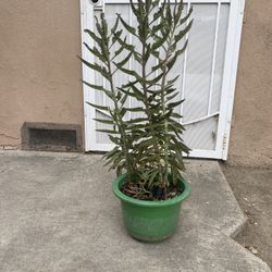 Succulent 