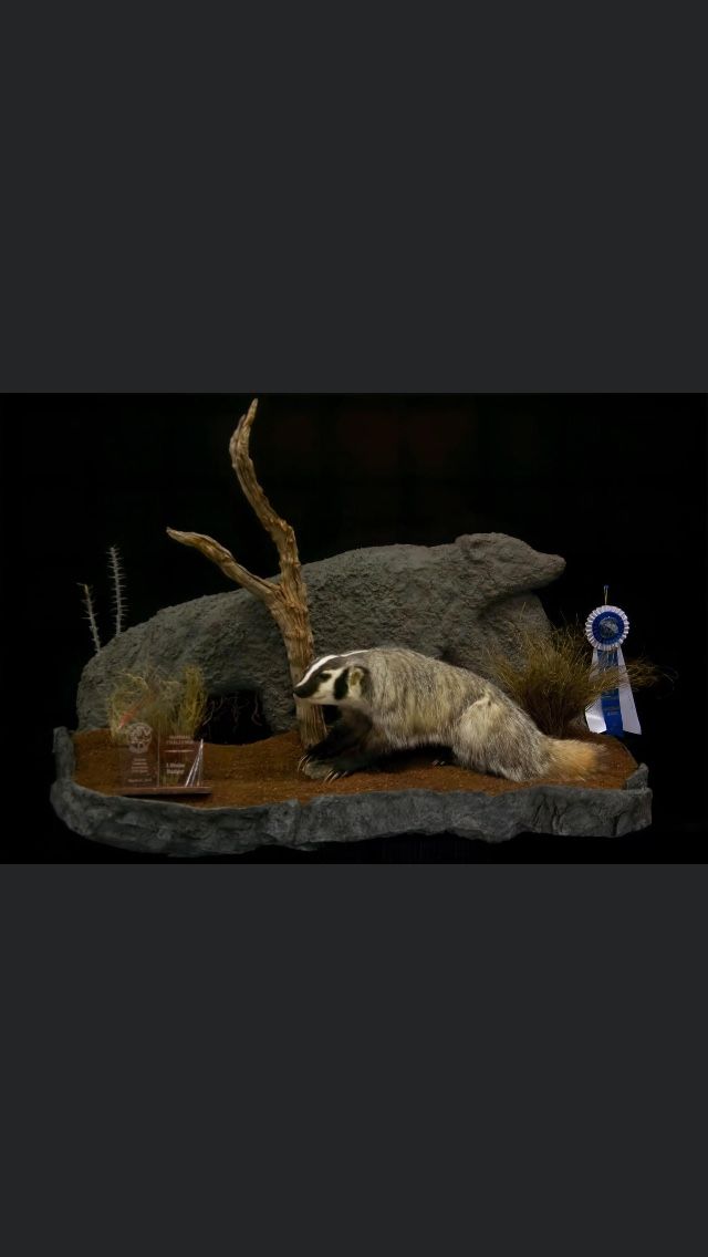 Taxidermy Mount Badger Hunting