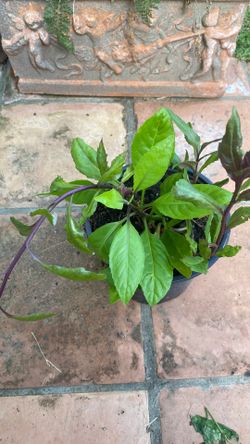 Organic Japanese spinach