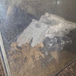 Fish Tank