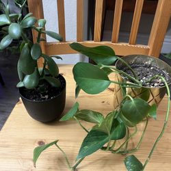 Pothos & Jade Plants 