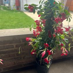 Very tall climbing Mandevilla