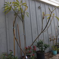 Plumeria ( Ruby Star)