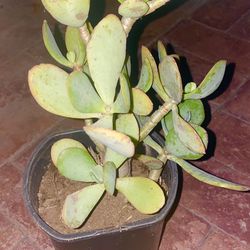 Plant