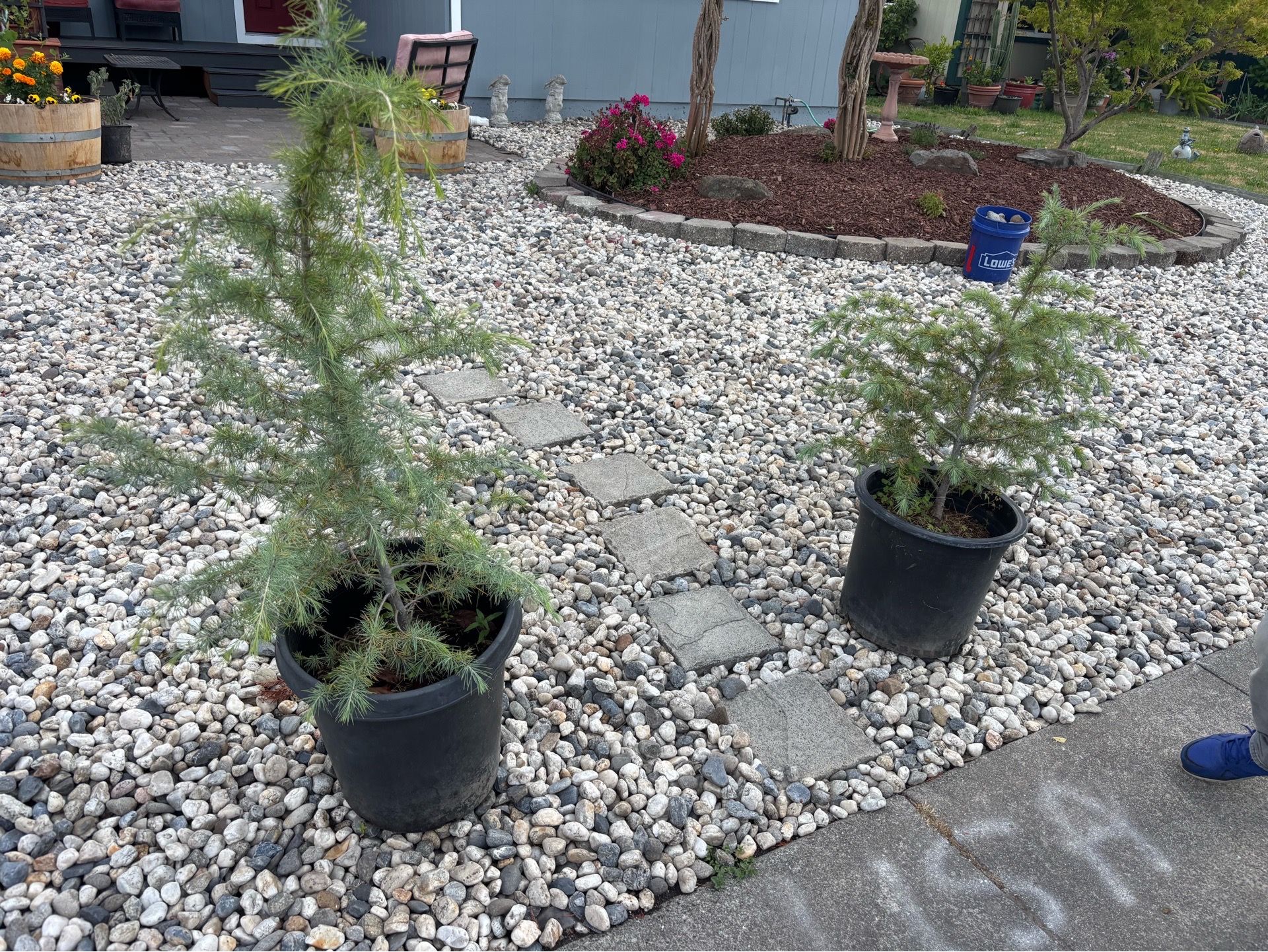 Cedar saplings