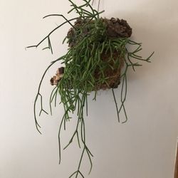 Cork Mounted Rhipsalis