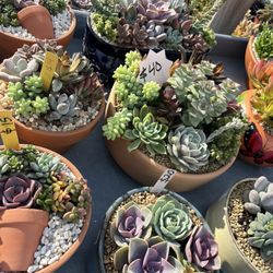 Succulent Arrangements Gifts For Any Ocasión From $8 And Up