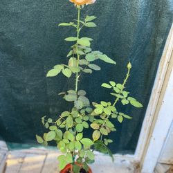 Rose, Grandiflora Strike Plant It Plant, In 8 Inch Pot Pick Up Only