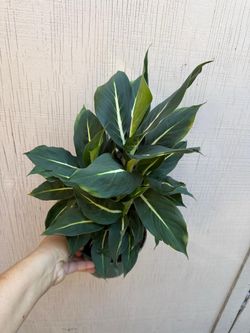 6” dieffenbachia green magic