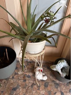 Aloe vera Adult plant with stand $40
