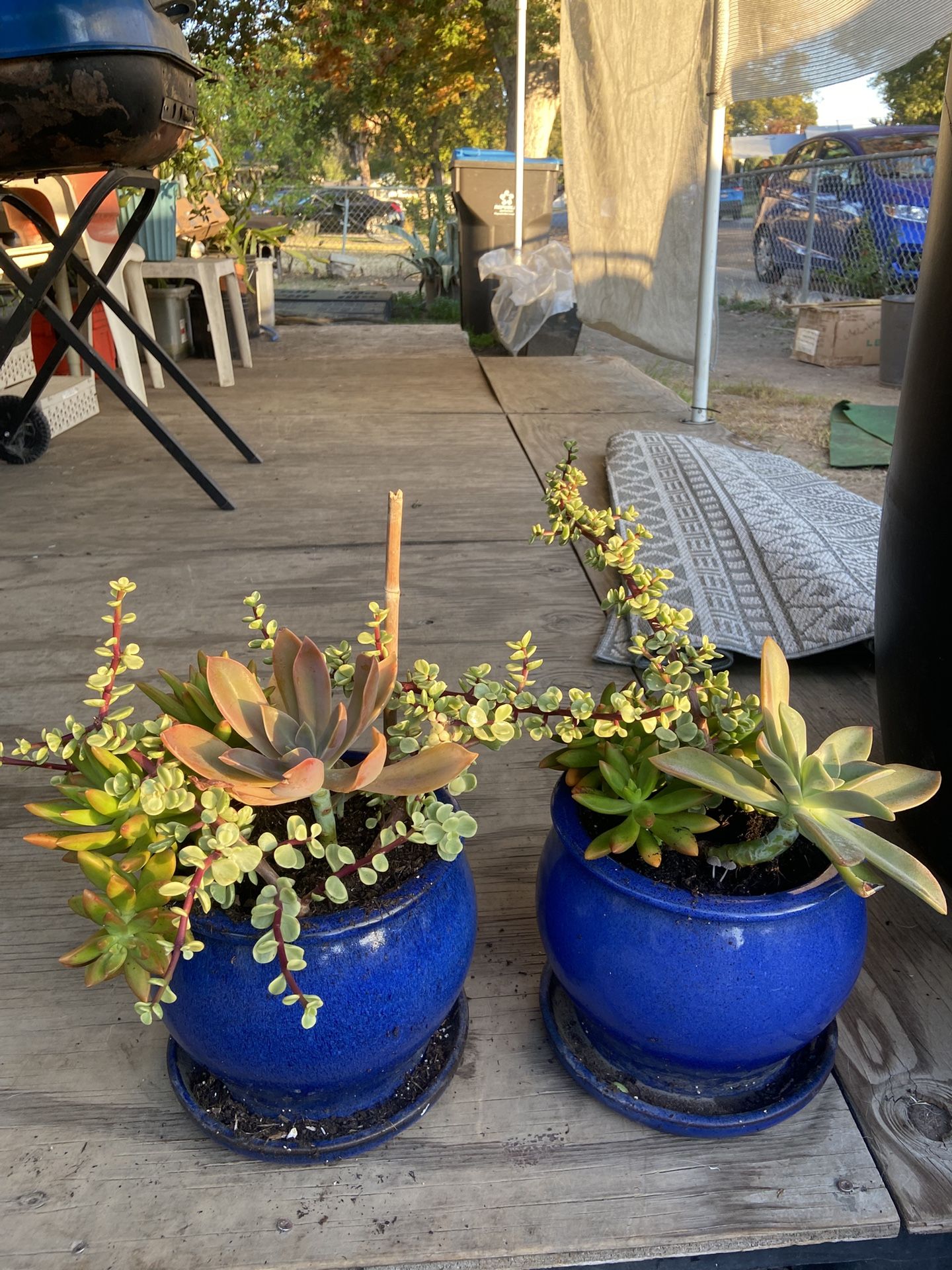 Beautiful Succulents Outdoor In Ceramic Pot And 2 For $40