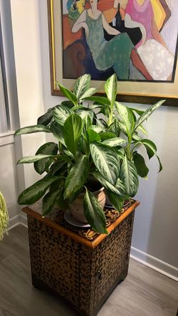 Aglaonema