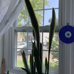 Potted Plant “Dracaena Trifasviata” (Snake Plant)