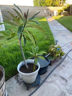 Plumeria