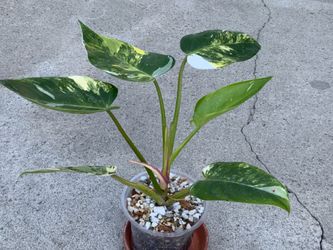 Philodendron White Princess Tricolor Variegated.
