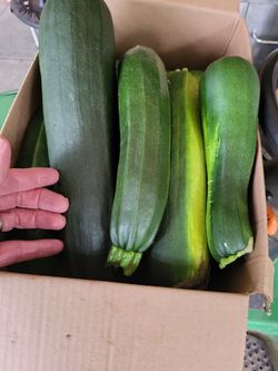 Family Farm Harvest Sept. Surplus