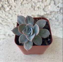 2 Inch Pot Succulent Plant - Echeveria Cante Glass - White Cloud - Rooted & Established - Drought Resistant 🪴 Perfect Baby & Wedding Shower Favors