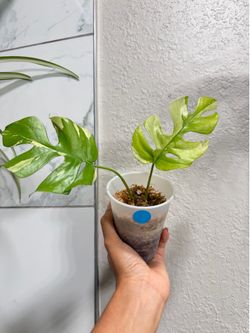 Exotic Rhaphidophora variegated plant
