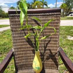 Lucky Bamboo Plants.  $15 Each