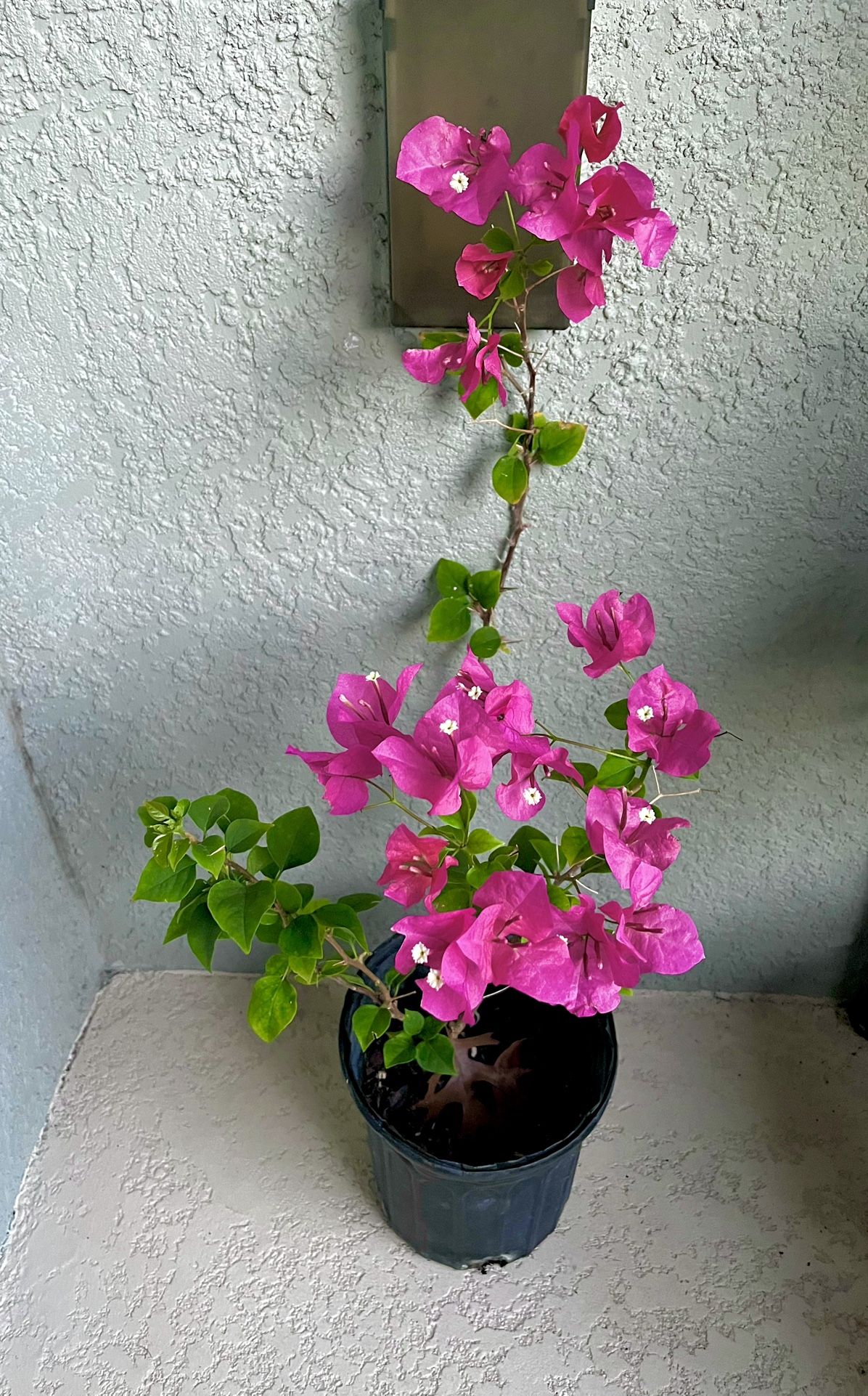 Bougainvillea Plant
