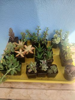 Plants $2 each