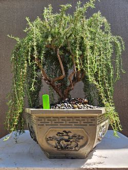 Old Rosemary -Salvia rosmarinus ) Bonsai Tree