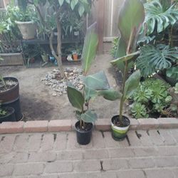 Plants Both Red And Yellow Flower 15