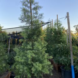 Fern Pine Privacy Hedge