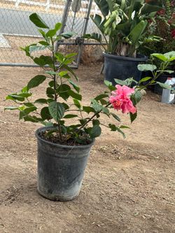 Pink Hibiscus