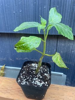 Salvia divinorum plant