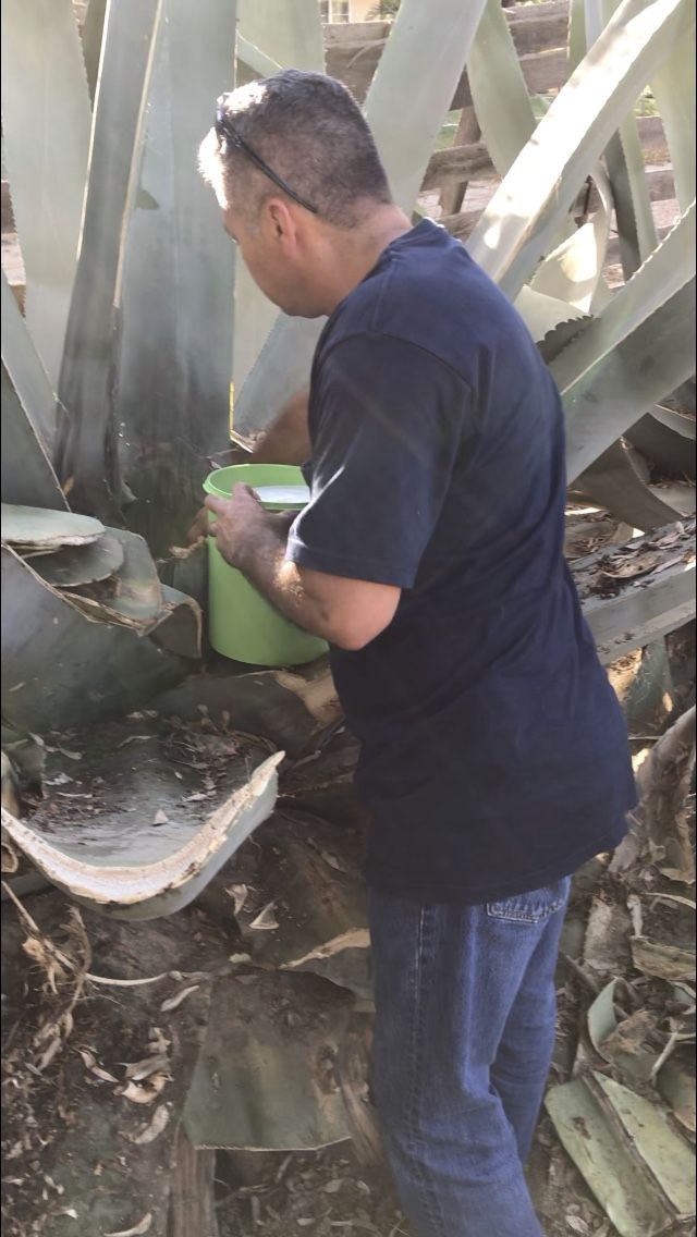 Pulque Aguamiel