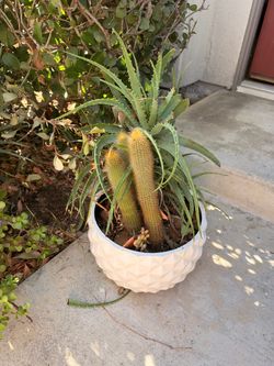 Cactus and Aloe Vera in White Planter