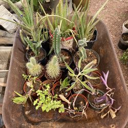 Cactus, Succulents, Plants