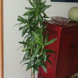 Fraceana Reflexa Perfect Houseplant