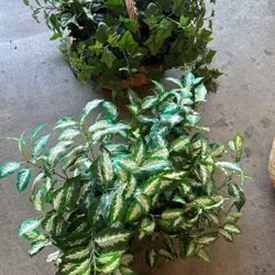 Plants in Baskets