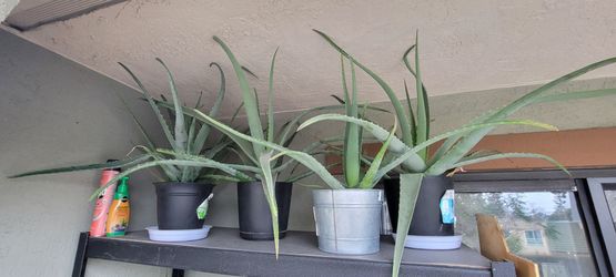 Aloe vera plants
