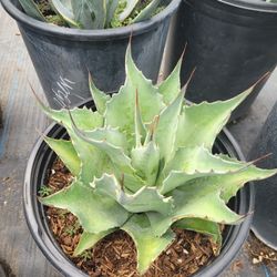 Agave Ovatifolia