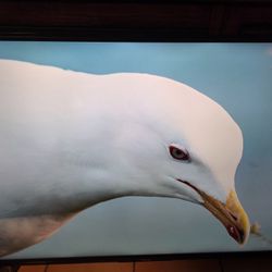 55 Inch Toshiba Fire TV 