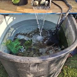 Fish pond.