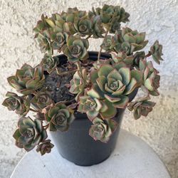 1.5 Gallon Pot Succulent Plant - Aeonium Haworthii Pinwheel - Kiwi Verde - Rooted & Established - Drought Resistant 🪴